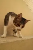 Tico e Madô