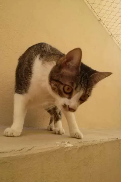 Gato ra a SRD idade 1 ano nome Tico e Madô