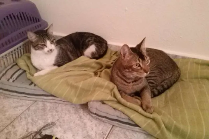 Gato ra a SRD idade 1 ano nome Tico e Madô