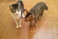 Tico e Madô