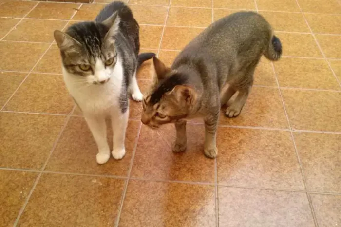 Gato ra a SRD idade 1 ano nome Tico e Madô