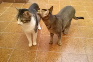 Gato raça SRD idade 1 ano nome Tico e Madô