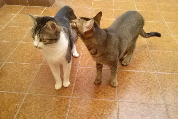 Gato ra a SRD idade 1 ano nome Tico e Madô