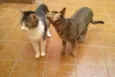 Tico e Madô