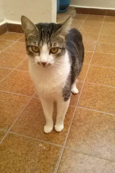 Gato ra a SRD idade 1 ano nome Tico e Madô