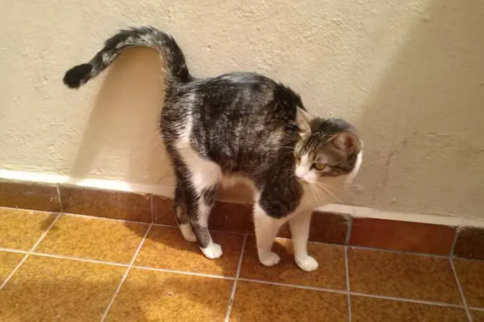 Gato ra a SRD idade 1 ano nome Tico e Madô