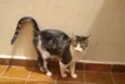 Tico e Madô