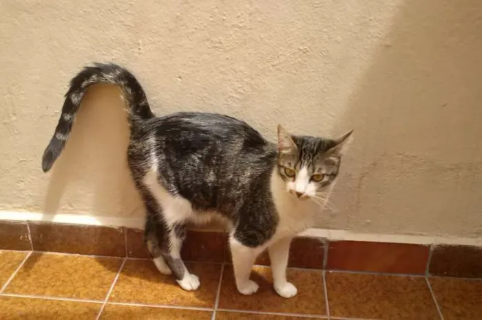 Gato ra a SRD idade 1 ano nome Tico e Madô