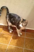 Tico e Madô