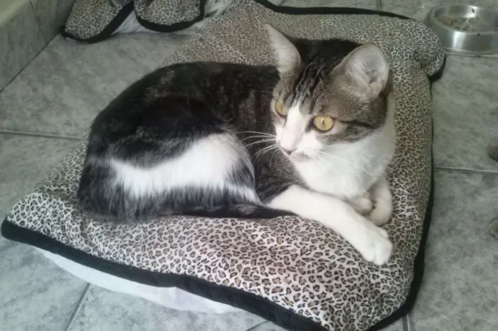 Gato ra a SRD idade 1 ano nome Tico e Madô