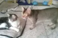 Tico e Madô