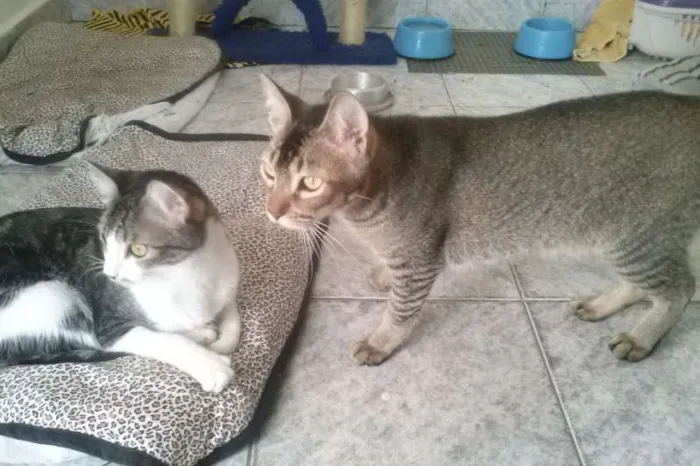 Gato ra a SRD idade 1 ano nome Tico e Madô