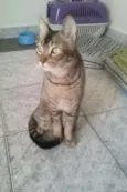 Tico e Madô
