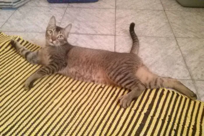 Gato ra a SRD idade 1 ano nome Tico e Madô
