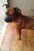 Scooby