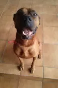 Scooby