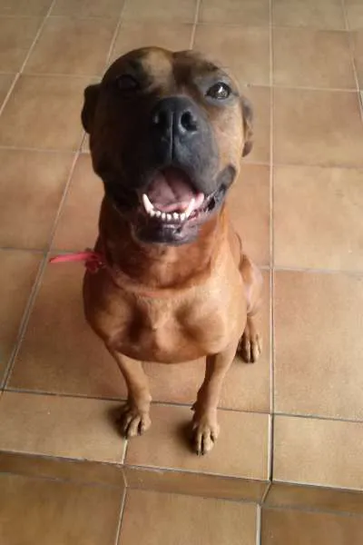 Cachorro ra a Boxer (Mestiço) idade 3 anos nome Scooby