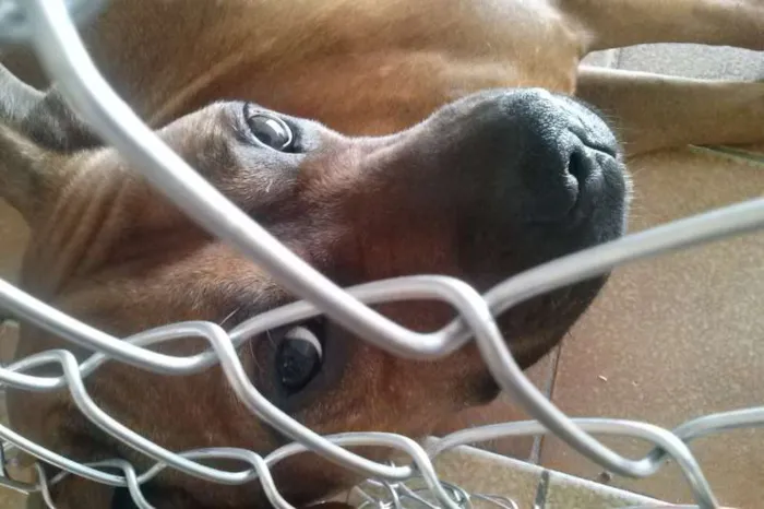 Cachorro ra a Boxer (Mestiço) idade 3 anos nome Scooby