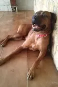 Scooby
