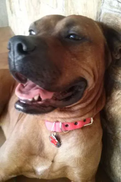 Cachorro ra a Boxer (Mestiço) idade 3 anos nome Scooby