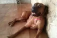 Scooby