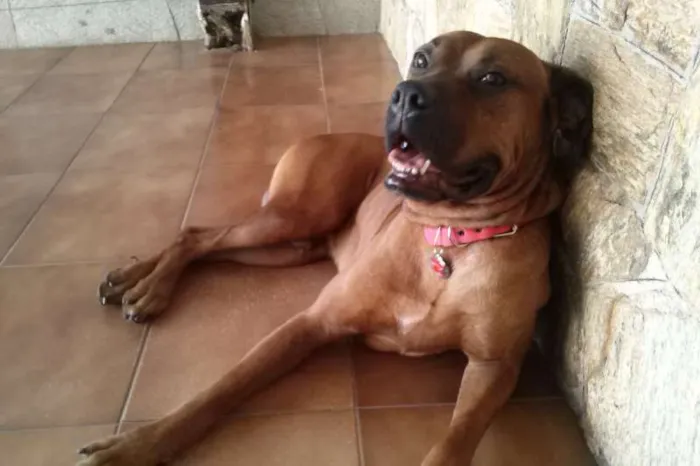 Cachorro ra a Boxer (Mestiço) idade 3 anos nome Scooby