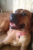 Scooby
