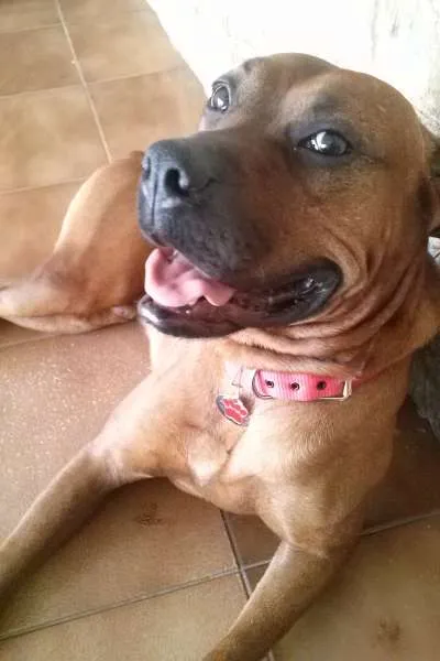 Cachorro ra a Boxer (Mestiço) idade 3 anos nome Scooby