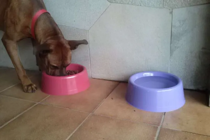 Cachorro ra a Boxer (Mestiço) idade 3 anos nome Scooby