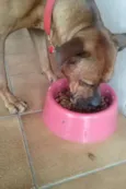 Scooby