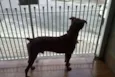 Scooby