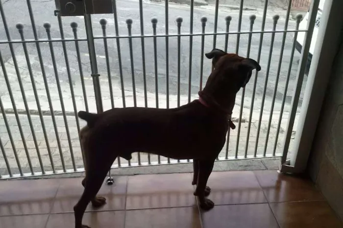 Cachorro ra a Boxer (Mestiço) idade 3 anos nome Scooby