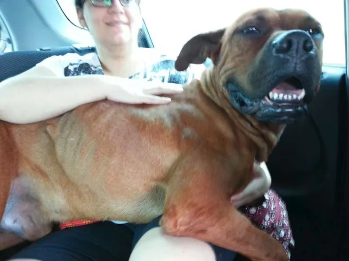 Cachorro ra a Boxer (Mestiço) idade 3 anos nome Scooby