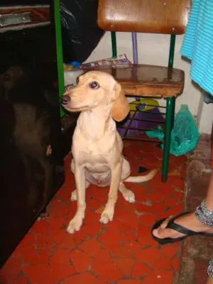 Cachorro raça srd idade 7 a 11 meses nome Thor