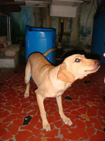 Cachorro ra a srd idade 7 a 11 meses nome Thor