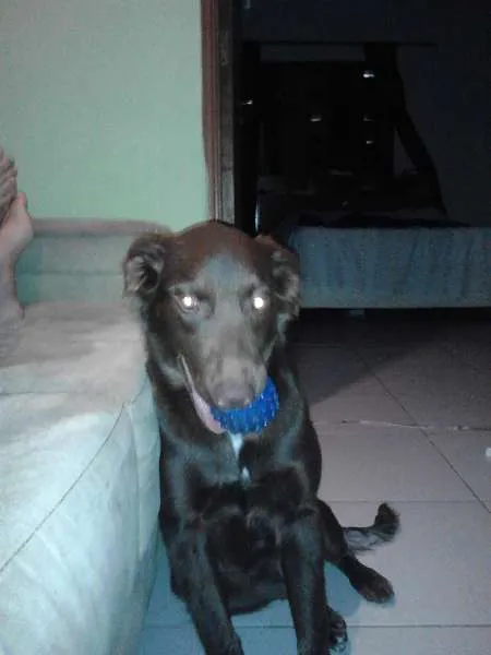 Cachorro raça SRD idade 7 a 11 meses nome Nina