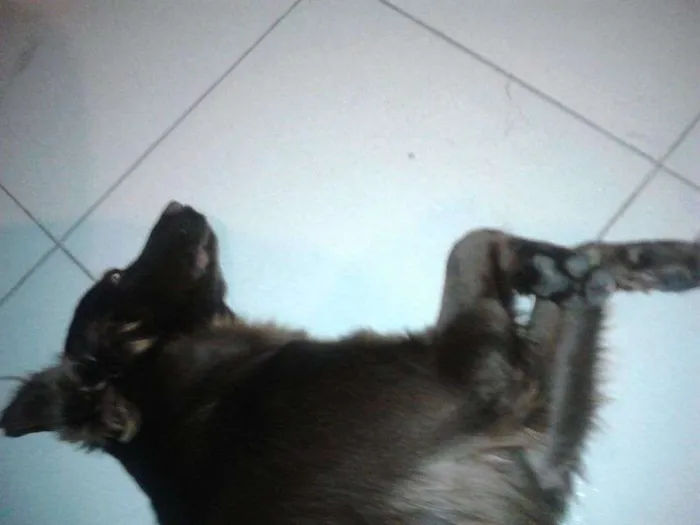 Cachorro raça SRD idade 7 a 11 meses nome Nina