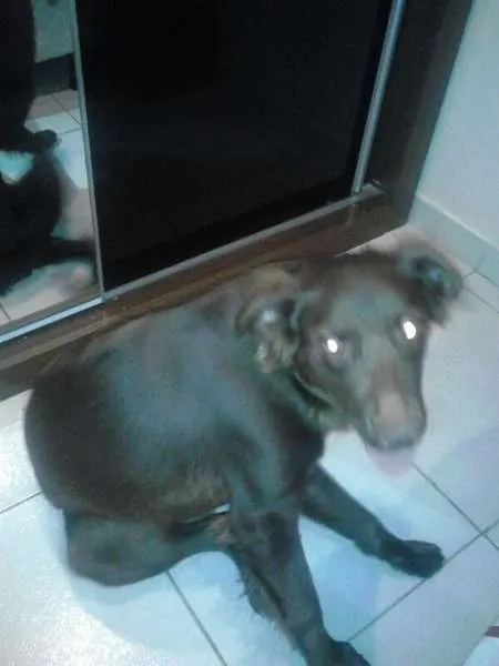 Cachorro raça SRD idade 7 a 11 meses nome Nina