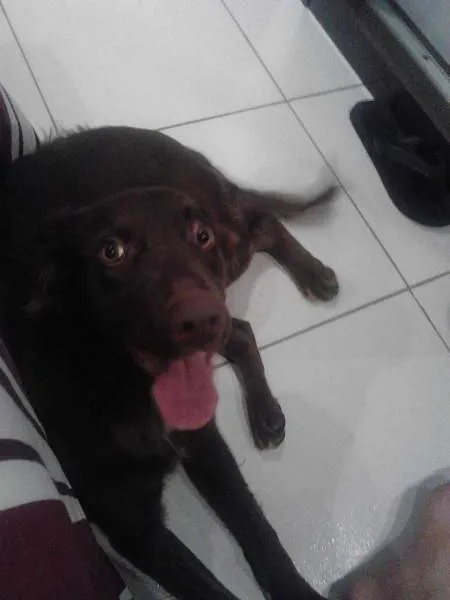 Cachorro raça SRD idade 7 a 11 meses nome Nina