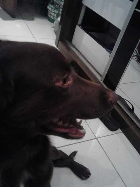 Cachorro raça SRD idade 7 a 11 meses nome Nina