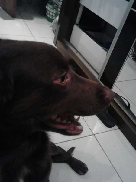 Cachorro raça SRD idade 7 a 11 meses nome Nina