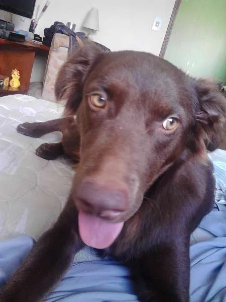Cachorro raça SRD idade 7 a 11 meses nome Nina