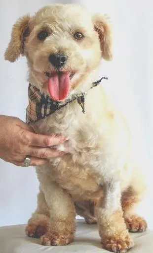 Cachorro ra a POODLE idade 1 ano nome CADU