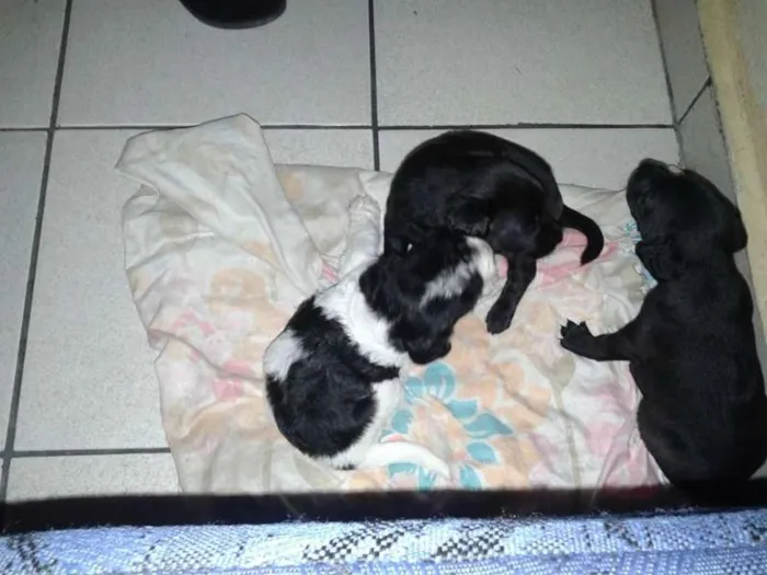 Cachorro ra a  idade Abaixo de 2 meses nome filhote