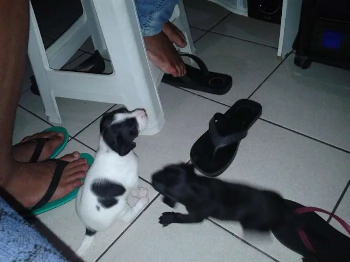 Cachorro ra a  idade Abaixo de 2 meses nome filhote