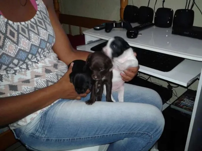 Cachorro ra a  idade Abaixo de 2 meses nome filhote