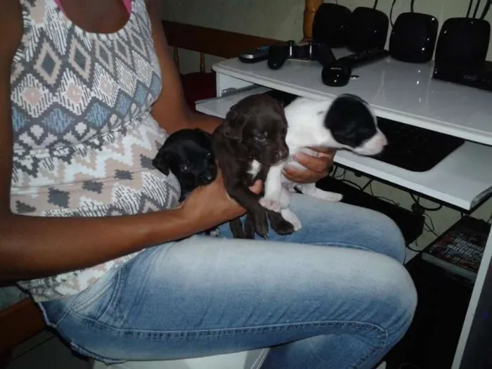 Cachorro ra a  idade Abaixo de 2 meses nome filhote