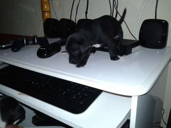 Cachorro ra a  idade Abaixo de 2 meses nome filhote