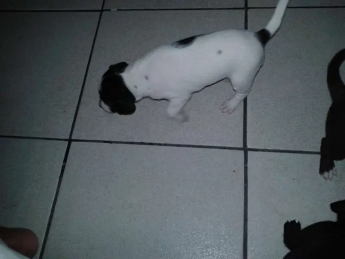 Cachorro ra a  idade Abaixo de 2 meses nome filhote
