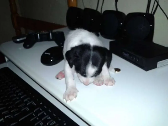 Cachorro ra a  idade Abaixo de 2 meses nome filhote